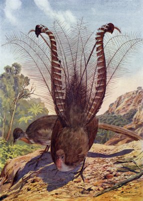EH Fitchew - The Lyre Bird  -